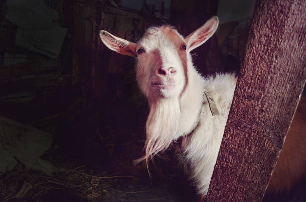 istock White goat in barn. Goat  walking on barn 1159049892