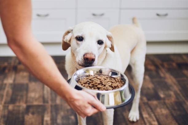 Dog waiting for feeding Domestic life with pet. Feeding hungry labrador retriever. Owner gives his dog bowl of granules. dog bowl photos stock pictures, royalty-free photos & images