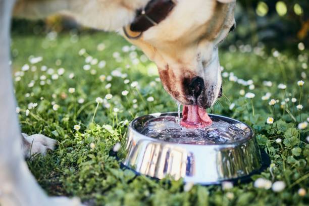 Dog drinking water from bowl Thirsty dog in hot summer day. Labrador retriever drinking water from metal bowl. dog bowl photos stock pictures, royalty-free photos & images