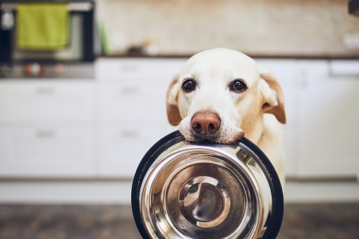 Hungry dog with sad eyes is waiting for feeding in home kitchen. Adorable yellow labrador retriever is holding dog bowl in his mouth.