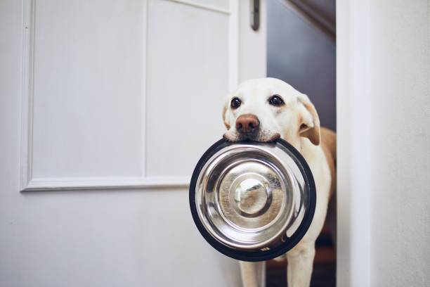 Dog waiting for feeding Hungry dog with sad eyes is waiting for feeding. Adorable yellow labrador retriever is holding dog bowl in his mouth. begging animal behaviour stock pictures, royalty-free photos & images