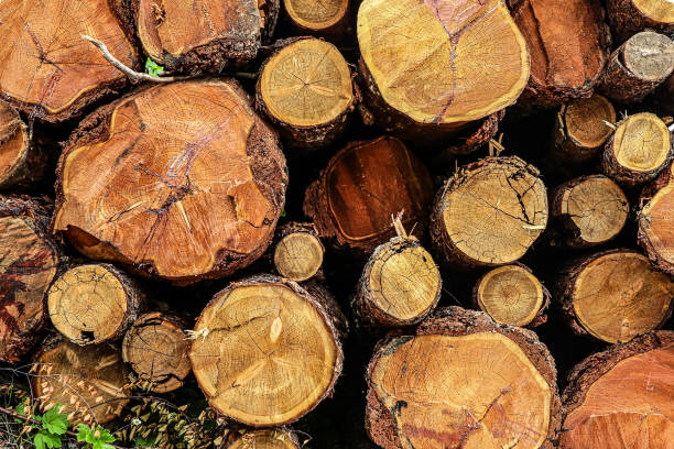 istock wooden texture base saw cut wood end of tree hard base rustic design pattern 1159050297