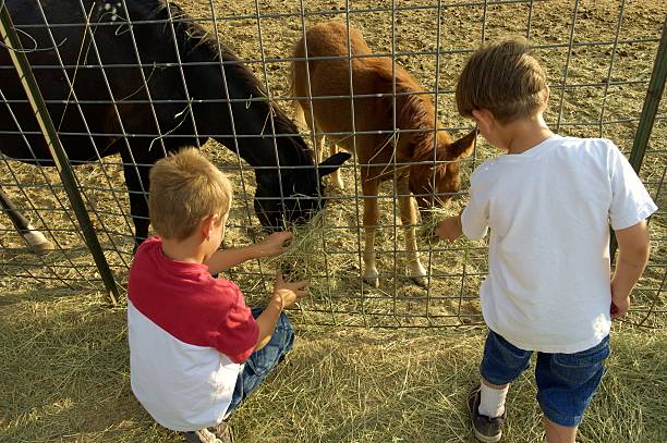 alimentação os recém-nascidos colt - zoo agricultural fair child farm - fotografias e filmes do acervo