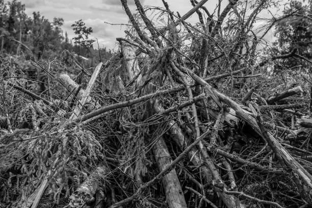 stained background base monochrome pile of broken branches of the trunks of spruce birch stained background base monochrome pile of broken branches of the trunks of spruce birch pileup stock pictures, royalty-free photos & images