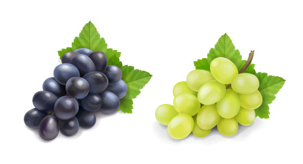 rote und weiße tafeltrauben. wein trauben realistische bündel vektor-symbol-set. - grape green red purple stock-grafiken, -clipart, -cartoons und -symbole