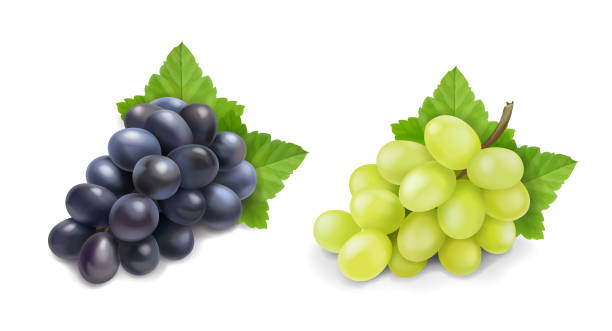 illustrations, cliparts, dessins animés et icônes de raisins de table rouges et blancs. jeu réaliste d'icône de vecteur de bouquet de raisins de vin. - green ground juice freshness
