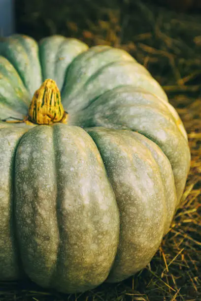 harvest big pumpkin ripe autumn vegetable dark green close-up vertical design