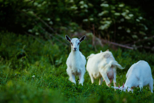 ziege mit ihren jungen auf dem bauernhof. familie einer mutter und ihrer kinder - kid goat goat milk young animal stock-fotos und bilder