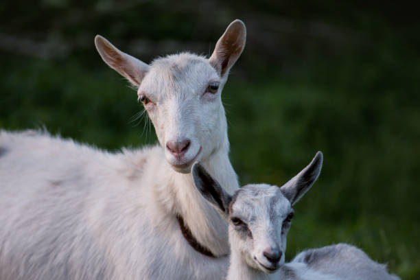 capra con i suoi cuccioli nella fattoria. famiglia di una madre e dei suoi figli - kid goat goat milk young animal foto e immagini stock