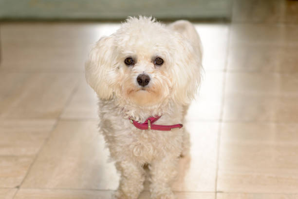 Little curly white toy poodle with red collar standing on a tiled floor in sunlight looking at the camera in a frontal portrait