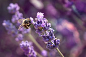 lavender blossom with honey bee