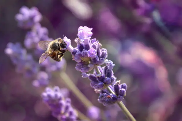 Photo of lavender blossom with honey bee