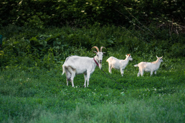 istock Group of goats with baby goats 1159052469
