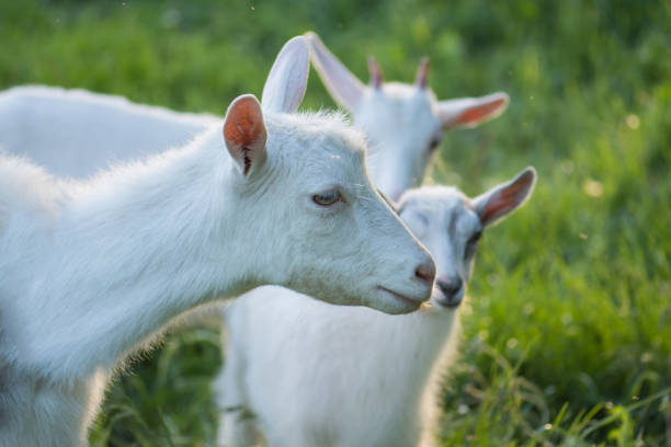 rodzinne kozy na zielonej łące. stado kóz - kid goat goat milk young animal zdjęcia i obrazy z banku zdjęć