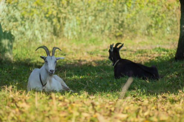 schwarze und weiße ziegen inmitten von grünem gras - kid goat goat milk young animal stock-fotos und bilder