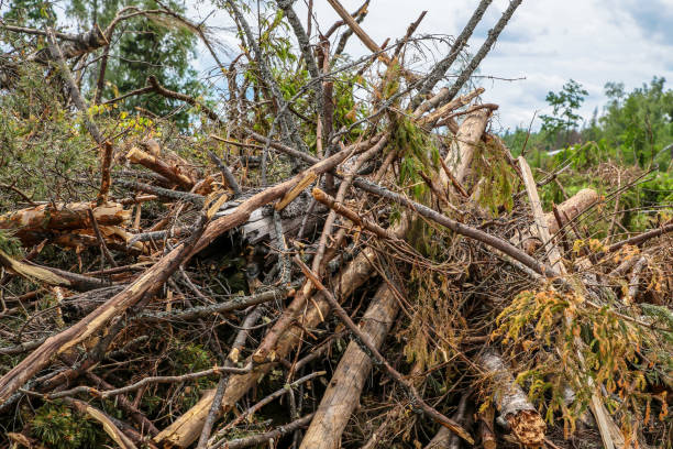 blockage old trees pine spruce chaotic pile cleaning the forest preparation for construction blockage old trees pine spruce chaotic pile cleaning the forest preparation for construction pileup stock pictures, royalty-free photos & images