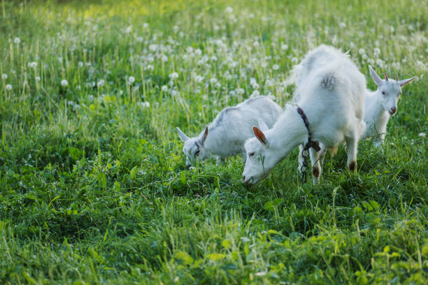 gruppo di capre con capre - kid goat goat milk young animal foto e immagini stock