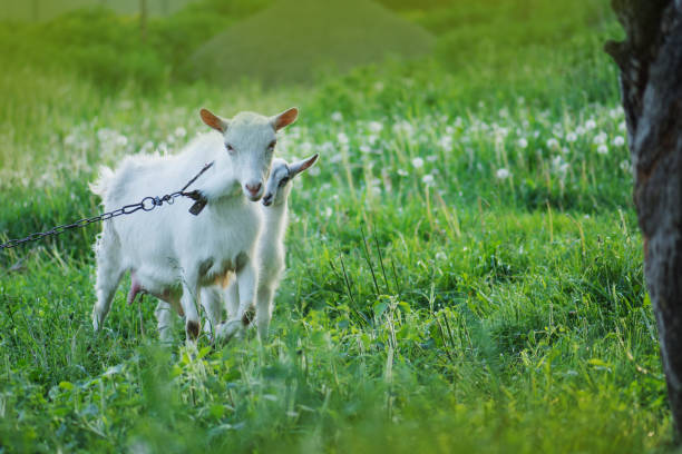 familienziegen auf einer grünen wiese. ziegenherde - kid goat goat milk young animal stock-fotos und bilder