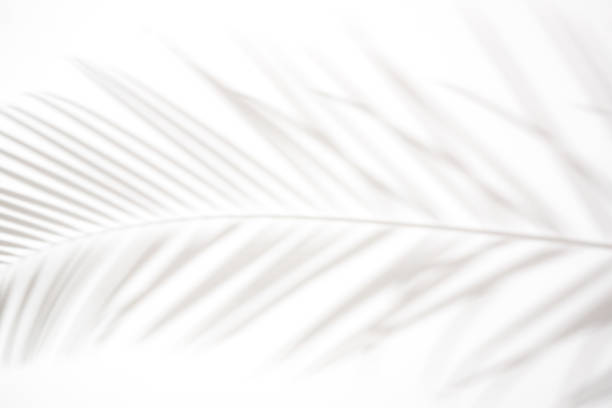 istock shadows of palm leaves on a white wall.natural leaves tree branch falling on white wall texture for background and wallpaper. 1159053403