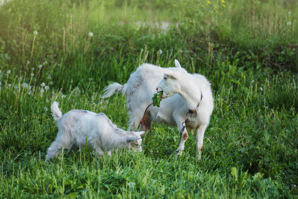 mutter ziege und ihre babys im dorf. hausziegen auf grüner wiese - kid goat goat milk young animal stock-fotos und bilder