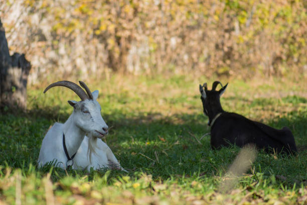 schwarze und weiße ziegen inmitten von grünem gras - kid goat goat milk young animal stock-fotos und bilder