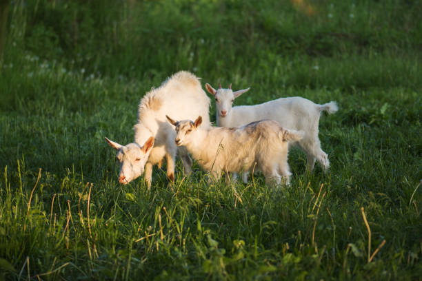 stado kóz.  rodzina kóz. kozy są wypasane na zielonej łące. - kid goat goat milk young animal zdjęcia i obrazy z banku zdjęć
