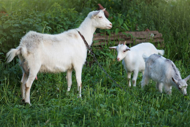 mutter ziege und ihre babys im dorf. familie von ziegen. - kid goat goat milk young animal stock-fotos und bilder