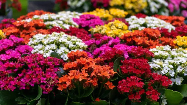 Kalanchoe blossfeldiana red pink yellow purple flowers background pattern. Beautiful bright succulent plant display