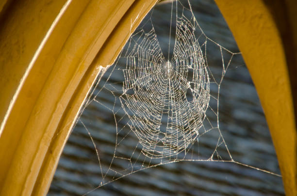 istock Detail of arches with spider web in Mont Saint Michael. 1159053645