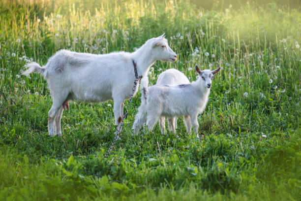 herde von ziegen.  familie von ziegen. ziegen werden auf einer grünen wiese beweidet. - kid goat goat milk young animal stock-fotos und bilder