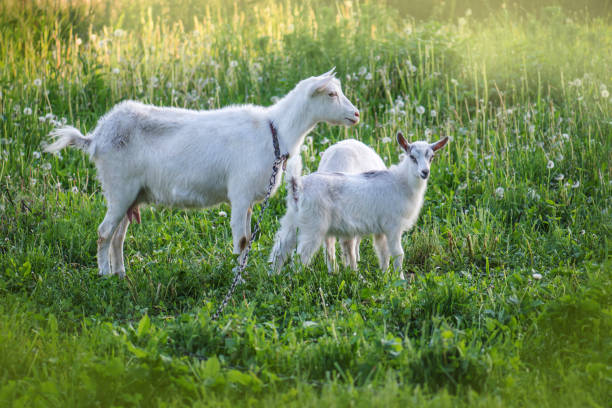 mandria di capre.  famiglia di capre. le capre sono pascolate su un prato verde. - kid goat goat milk young animal foto e immagini stock