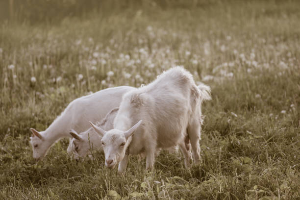 familienziegen vor grünem grashintergrund.  weide eines viehs. - kid goat goat milk young animal stock-fotos und bilder