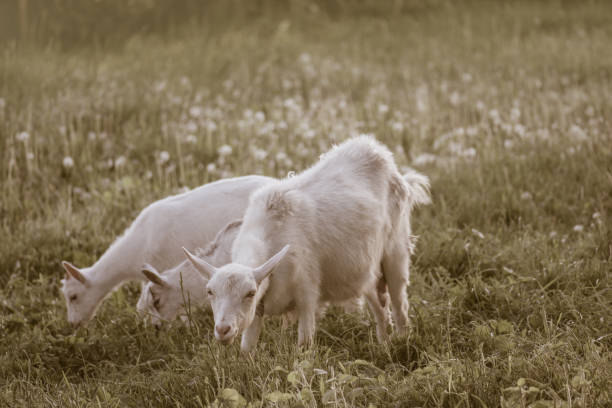 capre di famiglia su sfondo erba verde.  pascolo di un bestiame. - kid goat goat milk young animal foto e immagini stock