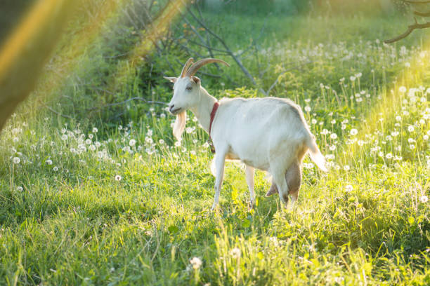 madre capra e i suoi figli nel villaggio. famiglia di capre. - kid goat goat milk young animal foto e immagini stock