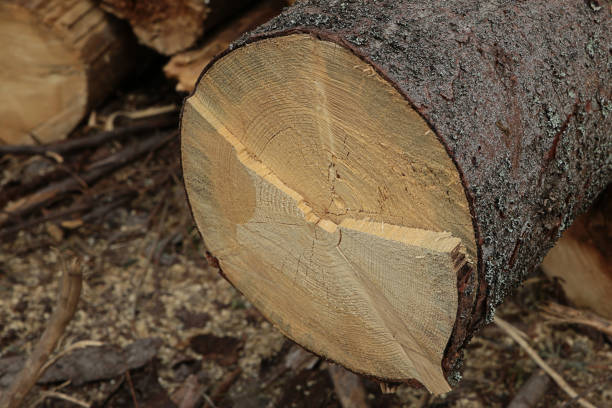 istock large trunk pine edge annual rings cracked uneven saw cut 1159053783