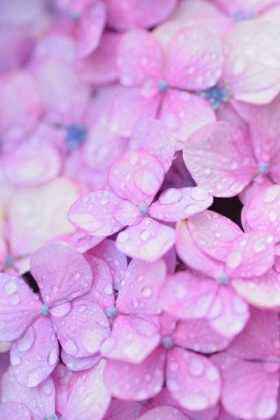 istock Macro Purple Hydrangea flowers with rain droplets 1159055089