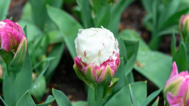 istock Unusual double flowered pink and white Ice cream tulip. 1159055120