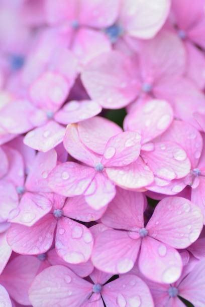 istock Macro Purple Hydrangea flowers with rain droplets 1159055134