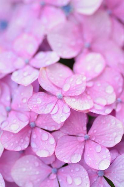 istock Macro Purple Hydrangea flowers with rain droplets 1159055193