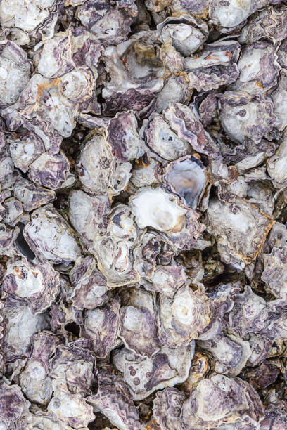 istock gray oyster shells on stone texture vertical pattern base marine design natural 1159055260