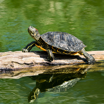 Sunbathing Red Eared Slider Turtle on the tree trunk in a pond. Native in USA, this kind of turtle is the most common pets of all turtles species, but at the same time it is one of the most aggressive invasive species (introduced species) of animals and it has been listed as one of the 