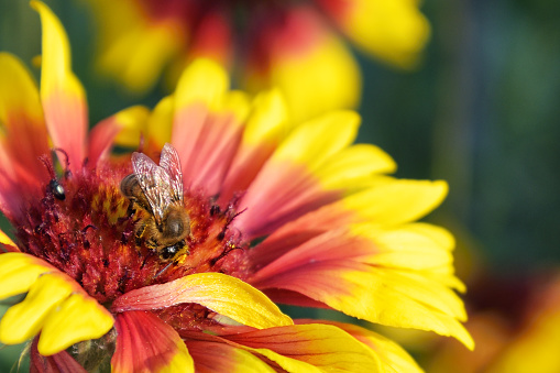 Colorful, red, yellow, glowing blossom of a gaillardie with bee collecting honey.