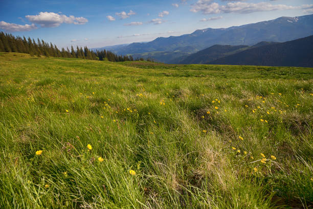 istock Mountain summer panoramic landscape with yellow flowers. Carpathians 1159059651