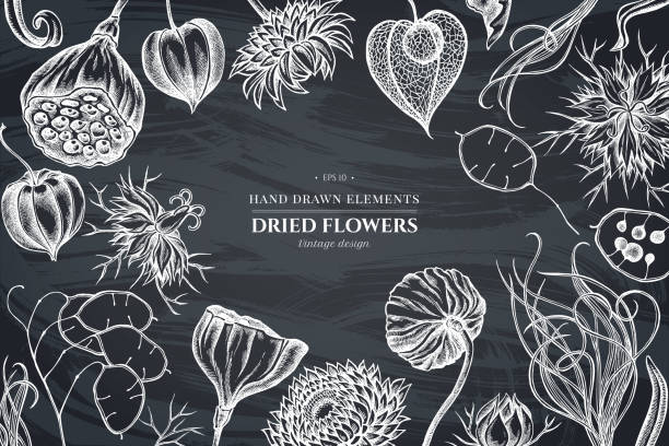 Floral design with chalk black caraway, feather grass, helichrysum, lotus, lunaria, physalis Floral design with chalk black caraway, feather grass, helichrysum, lotus, lunaria, physalis stock illustration tussock stock illustrations