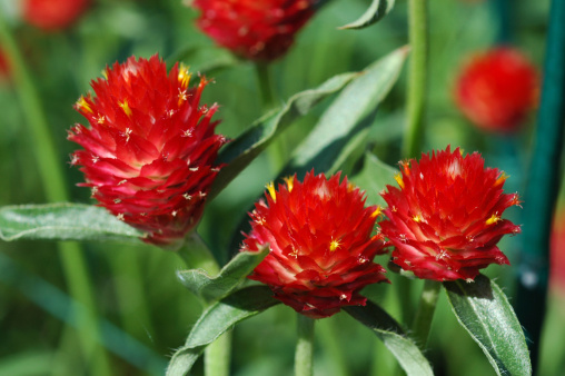 Cluster of Strawberry Fields Globe Amaranth also known as Gomphrena Haageana. The flowers are a bright red color with yellow tipped tufts which gives the resemblance to strawberries. They are surrounded by many green leaves. This is a detailed close-up of three flower heads. 