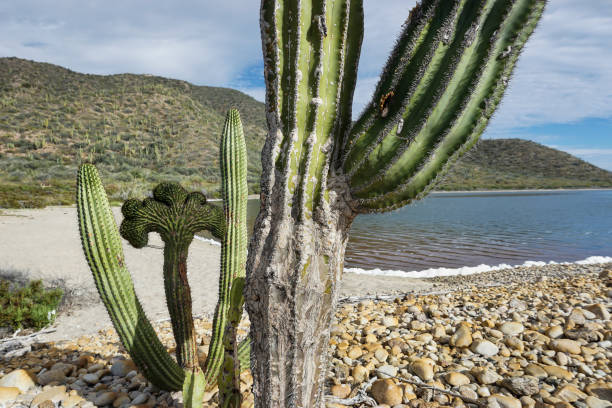 istock cactus oin Baja California, Mexico 1159062310