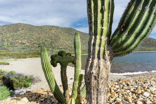 istock cactus oin Baja California, Mexico 1159062494
