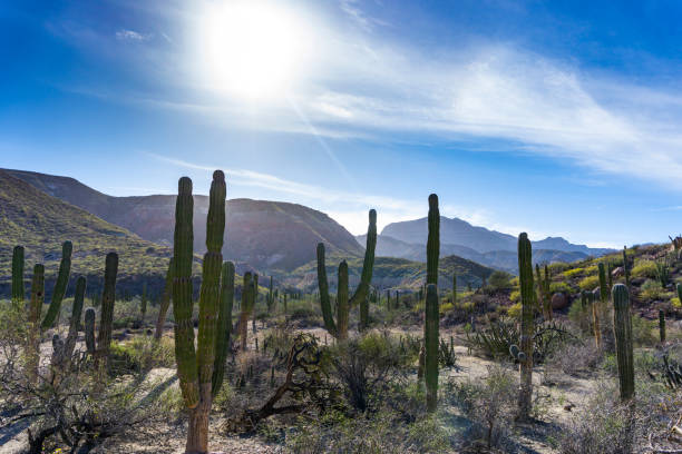 istock cactus oin Baja California, Mexico 1159062495