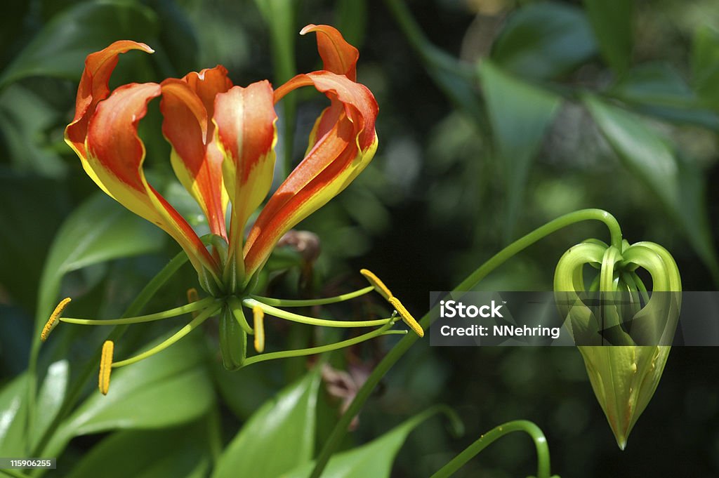 Восхождение или flame лилия, Gloriosa superba, цветы - Стоковые фото Пламя Lily роялти-фри