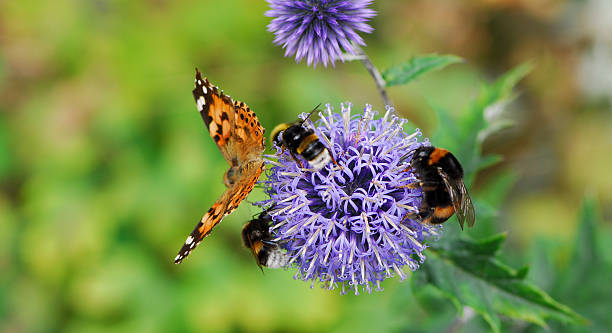 Pollination Globe thistle visited by bees and a butterfly. pollination stock pictures, royalty-free photos & images